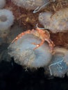 Juvenile long-clawed squat lobster, Munida rugosa Royalty Free Stock Photo