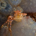 Juvenile long-clawed squat lobster, Munida rugosa Royalty Free Stock Photo