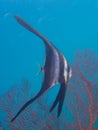 Juvenile longfin spadefish Royalty Free Stock Photo