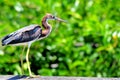 Juvenile Louisiana heron bird in Florida wetlands Royalty Free Stock Photo