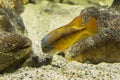 Juvenile Macaw cichlid, a tropical and colorful fish from the atlantic slope of America