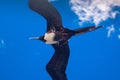 A juvenile magnificent frigate bird flying overhead Royalty Free Stock Photo