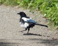 Juvenile magpie hopping along the ground