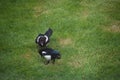 Magpie looking for food on a lawn with its hungry juvenile