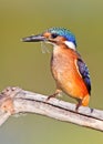 Juvenile Malachite Kingfisher Royalty Free Stock Photo