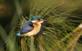 Juvenile Malachite Kingfisher, Botswana