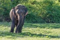 Juvenile male aisian elephant walking in a nature reserve