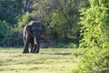 Juvenile male aisian elephant walking in a nature reserve