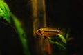 Juvenile male Apistogramma cacatuoides, popular freshwater dwarf cichlid, vulnerable and tender species