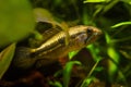 juvenile male Apistogramma mendezi, rare freshwater dwarf cichlid, timid hide in leaves, blackwater Rio Negro biotope aquadesign