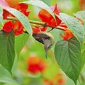 Juvenile male Black-throated Sunbird Royalty Free Stock Photo