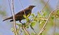 Juvenile Male Brown-headed Cowbird