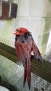 A juvenile male cardinal drying off after a heavy rainfall Royalty Free Stock Photo