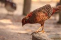 Juvenile Male Chinese Golden Pheasant Chrysolophus pictus