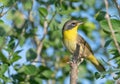 A Juvenile male Common Yellowthroat