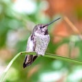 Juvenile Male Costa`s Hummingbird Perched on a Branch