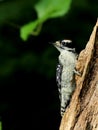 Juvenile downy woodpecker