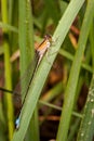 Juvenile male dragonfly azure damselfly, Coenagrion puella