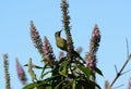 Juvenile male Fire-tailed Sunbird (Aethopyga ignicauda)