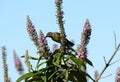 Juvenile male Fire-tailed Sunbird (Aethopyga ignicauda)