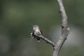 Juvenile Male Hummingbird having a morning stretch