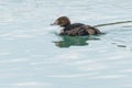 King Eider - Somateria spectabilis Royalty Free Stock Photo