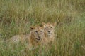 Juvenile male lion brothers lying in the grassland savanna in Africa.