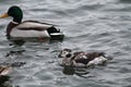 Juvenile male Long-tailed duck or Clangula hyemalis in winter plumage with mallard Anas platyrhynchos Royalty Free Stock Photo