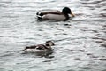 Juvenile male Long-tailed duck or Clangula hyemalis in winter plumage with mallard Anas platyrhynchos Royalty Free Stock Photo