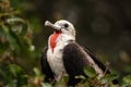 Juvenile Male Magnificent Frigatebird