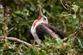 Juvenile Male Magnificent Frigatebird (Fregata magnificens) from Royalty Free Stock Photo