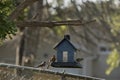 Cardinal and female house finch on a blue bird feeder. Royalty Free Stock Photo