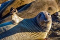 Juvenile Northern Elephant Seal Royalty Free Stock Photo