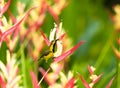 Juvenile Male Olive-backed Sunbird Royalty Free Stock Photo