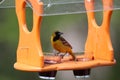 A juvenile, male Orchard Oriole eating jelly at a bird feeder in Wisconsin