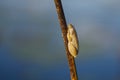 Juvenile Male Painted Reed Frog, Close-up