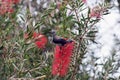 The juvenile of a male Purple Sunbird Cinnyris asiaticus sitting on the red inflorescence of the Australian Bottlebrush