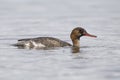 Juvenile Male Red-breasted Merganser - Pinellas County, Florida Royalty Free Stock Photo