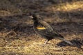 Juvenile Male Red-Winged Blackbird