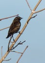 Juvenile Male Red Winged Blackbird Perched in a Tree