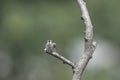 Perched Hummingbird Stare Down Contest Royalty Free Stock Photo