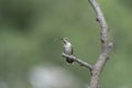 Hummingbird showing off his tongue.