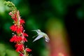 Juvenile male Ruby-throated Hummingbird rchilochus colubris fe Royalty Free Stock Photo