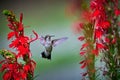 Juvenile male Ruby-throated Hummingbird rchilochus colubris feeding on a cardinal flower Lobelia cardinalis Royalty Free Stock Photo