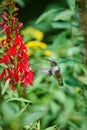 Juvenile male Ruby-throated Hummingbird rchilochus colubris feeding on a cardinal flower Lobelia cardinalis Royalty Free Stock Photo