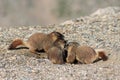 Juvenile Marmots Playing in the Rocks on Mount Evans
