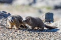 Juvenile Marmots Playing in the Rocks on Mount Evans