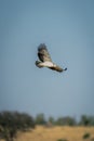 Juvenile martial eagle flies across grassy plain Royalty Free Stock Photo