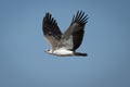 Juvenile martial eagle flies through blue sky Royalty Free Stock Photo