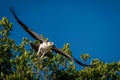 Juvenile martial eagle flies off from tree Royalty Free Stock Photo
